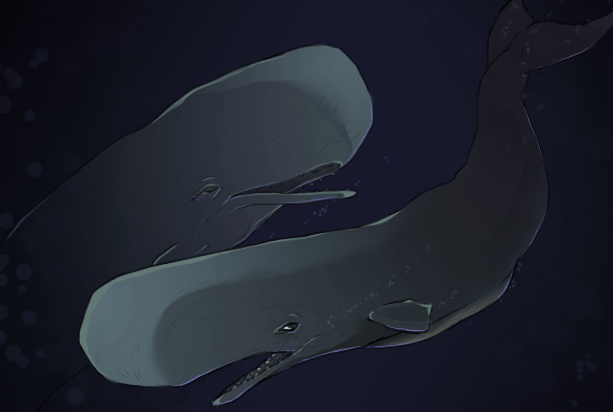 The Spermwhale